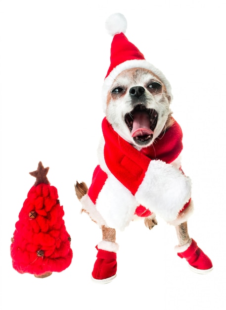 白で隔離赤いクリスマスツリーとサンタクロース衣装で犬チワワの笑みを浮かべてください プレミアム写真