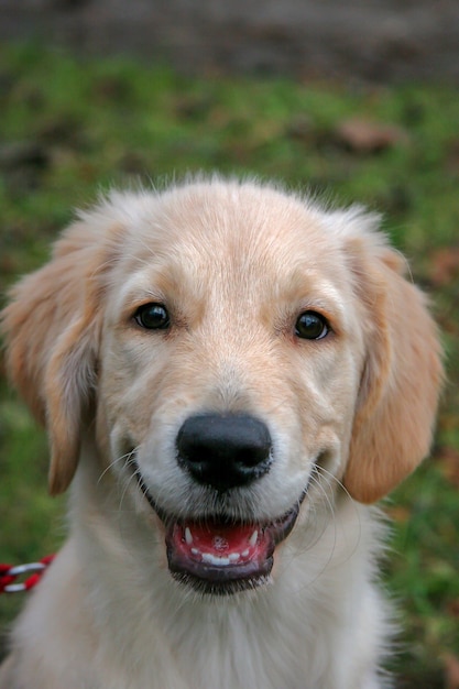 Premium Photo Smiling Golden Retriever Puppy