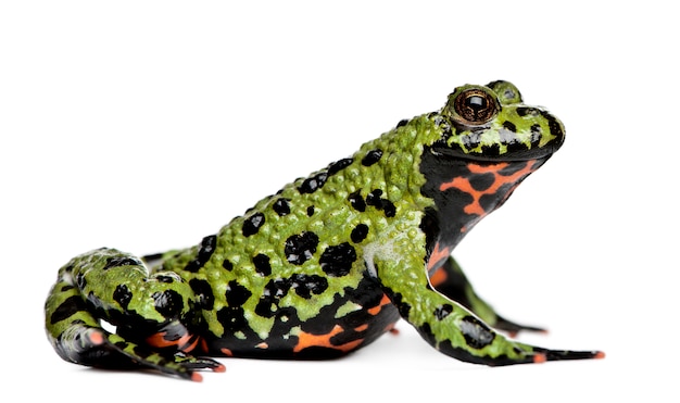 Premium Photo | Smiling oriental fire-bellied toad, bombina orientalis ...