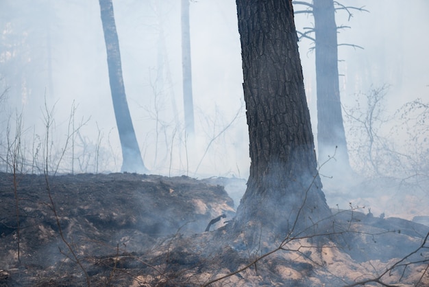 Premium Photo | Smoldering trees, grass and roots of trees with a lot ...