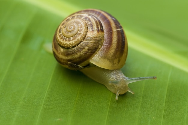 Premium Photo | Snail on banana palm green leaf