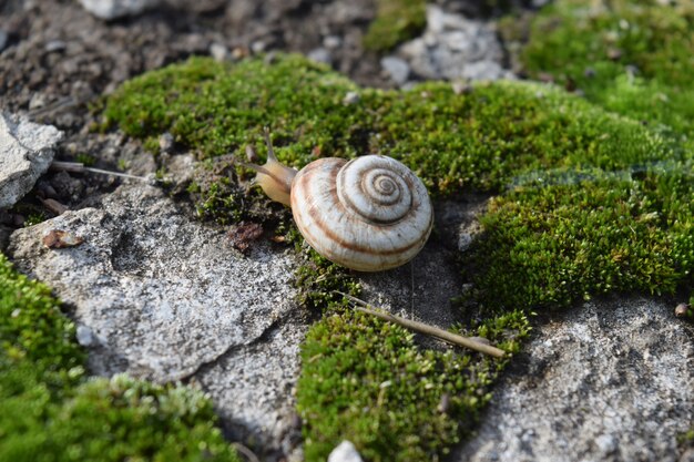 カタツムリが苔の上をクロールします 自然生息地でのマクロ撮影 プレミアム写真