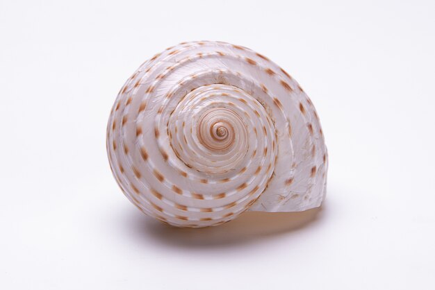 Premium Photo | Snail shells isolated on white background.