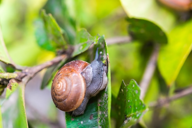 Snail on the tree | Premium Photo