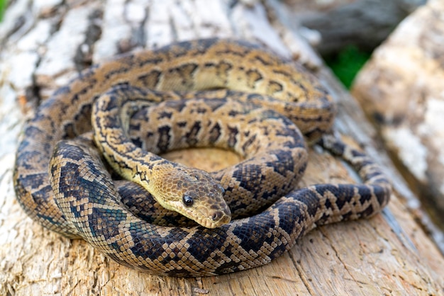 Premium Photo | The snake chilabothrus angulifer, - the cuban boa and ...