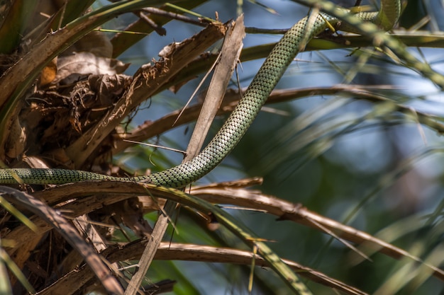 Snake Chrysopelea Ornata Golden Tree Snake Ornate Flying Snake