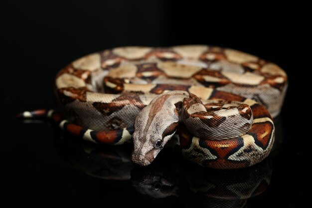 black boa constrictor black boa constrictor