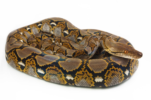 Premium Photo | Snake reticulated python isolated on white background.