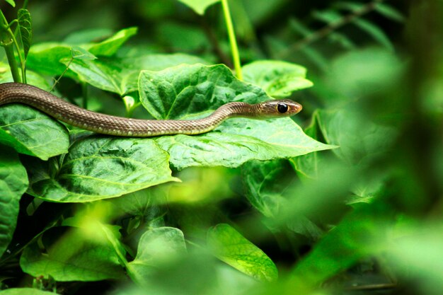 Premium Photo | Snake sleep in garden