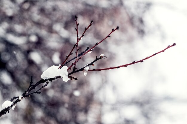 背景をぼかした写真の森の雪に覆われた木の枝  プレミアム写真