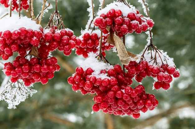 Premium Photo | Snow-covered viburnum