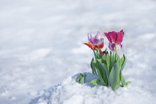 チューリップの花に降る雪 4月の春の雪の下での混合色のチューリップ異常気象と雪 プレミアム写真