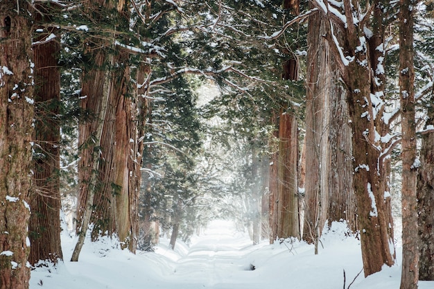 戸隠神社 日本の雪の森 無料の写真