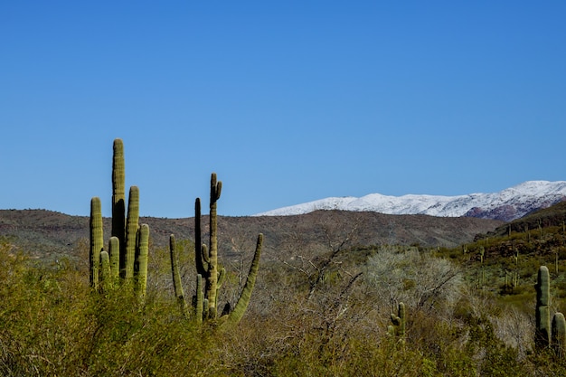 アリゾナ州ツーソンの北 アリゾナ砂漠で雪が降る プレミアム写真