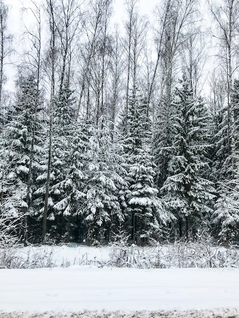 Фото Кустарников Зимой