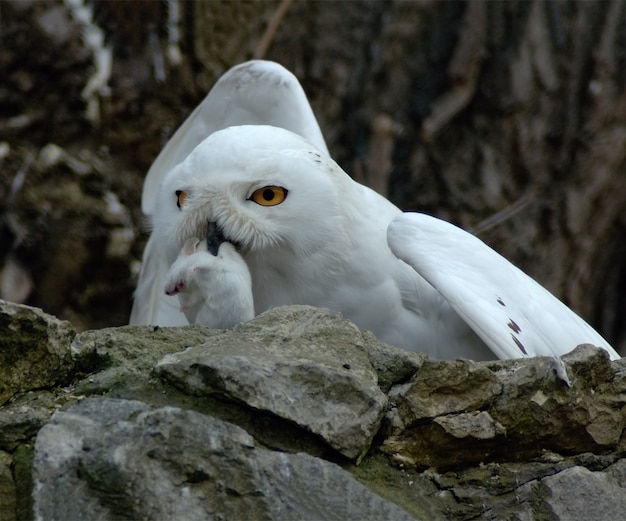 プレミアム写真 くちばしで獲物の白いマウスを保持している雪フクロウ