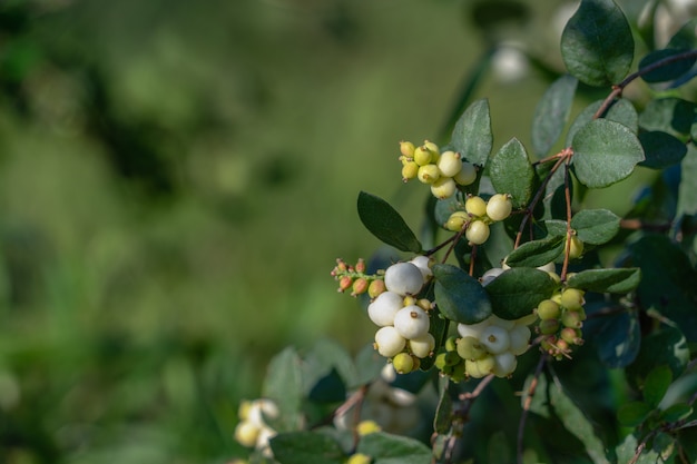 Premium Photo | Snowberry - symphoricarpos white berries and leaves