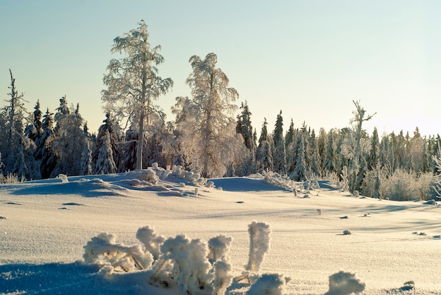 Premium Photo | Snowcovered clearing in a coniferous forest with ...