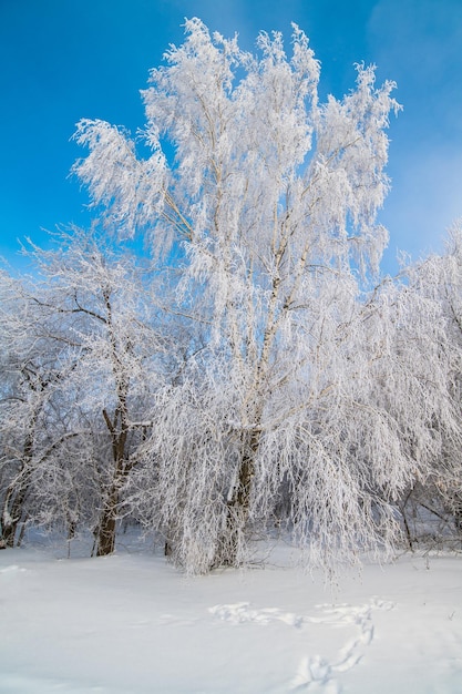 Premium Photo | Snowwhite trees stand in the snow against the blue sky
