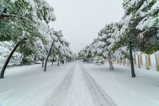 Snowy landscape in madrid due to the snow storm filomena. park, streets, trees all covered in snow. spain Premium Photo