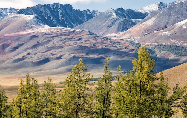 Premium Photo | Snowy mountain range and larch forest. siberia. altai ...