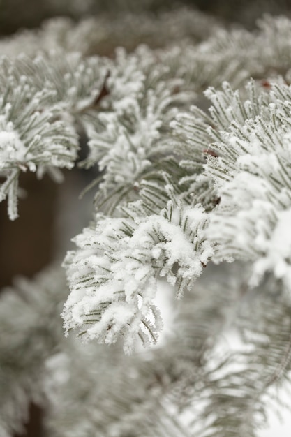 Free Photo | Snowy pine branches of leaves