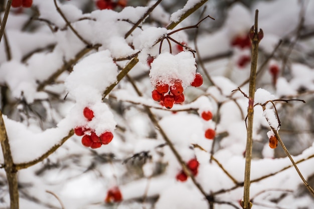 Premium Photo | Snowy red berries