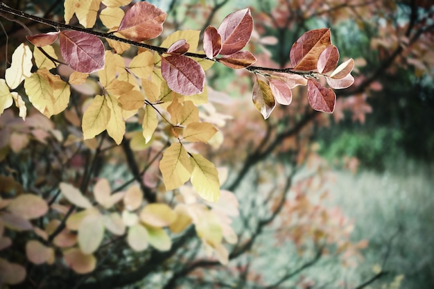 Осенний Фильтр Для Фото Онлайн