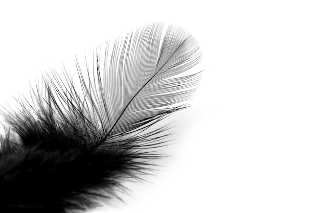柔らかい黒い羽は 白い背景に プレミアム写真