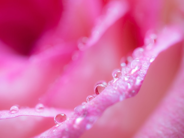 Premium Photo | Soft focus of close up beautiful rose flower background.