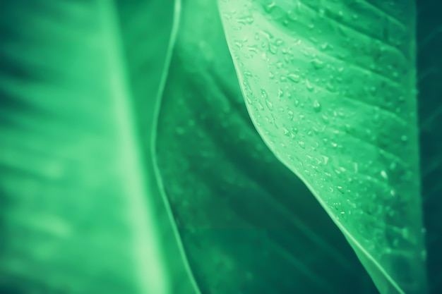 ソフトフォーカスの緑の葉春自然リラックス壁紙の背景 プレミアム写真