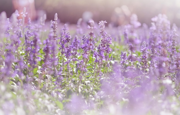 Soft focus a violet lavender field. pastel colors and blur ...