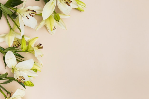 soft lilies on beige background_23 2147753902