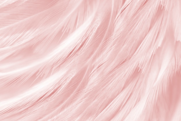 Premium Photo Soft Pink Feathers Background