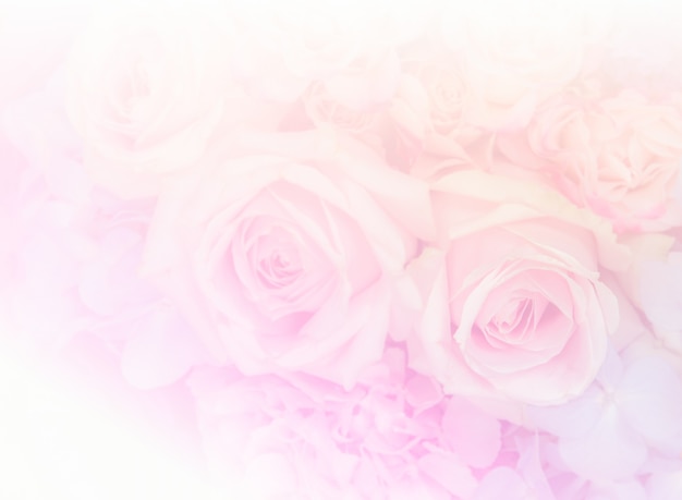 Premium Photo | Soft pink rose flowers background