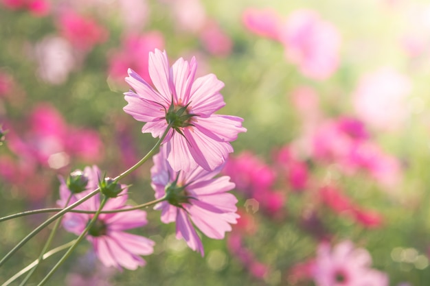 Premium Photo | Soft, selective focus of cosmos, blurry flower for ...
