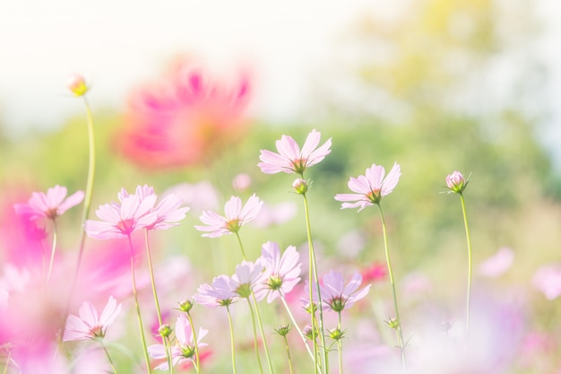 コスモス 背景 カラフルな植物のぼやけた花のソフト 選択的な焦点 プレミアム写真