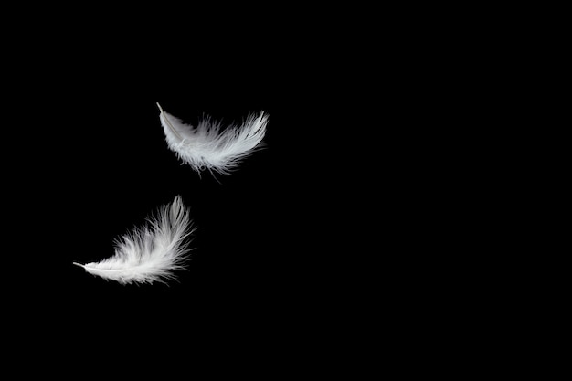 Premium Photo | Soft white feather falling down in the air