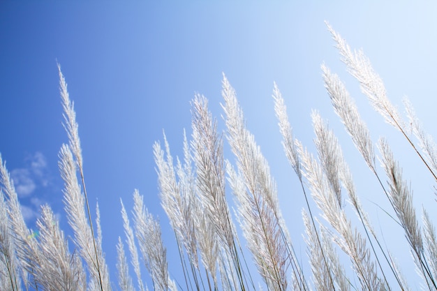 Premium Photo | Softness white feather grass with sky blue