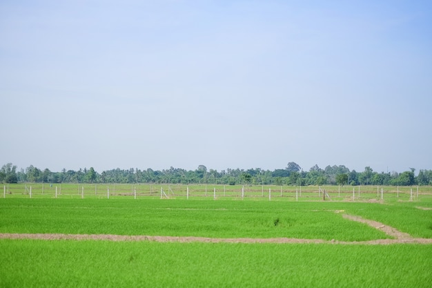 Premium Photo | Soil walk path on green rice farm with blue sky