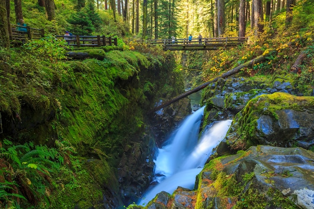 Premium Photo | Sol duc rainforest ferns olympic national park usa