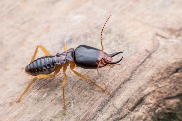 Premium Photo | Soldier termite on wood