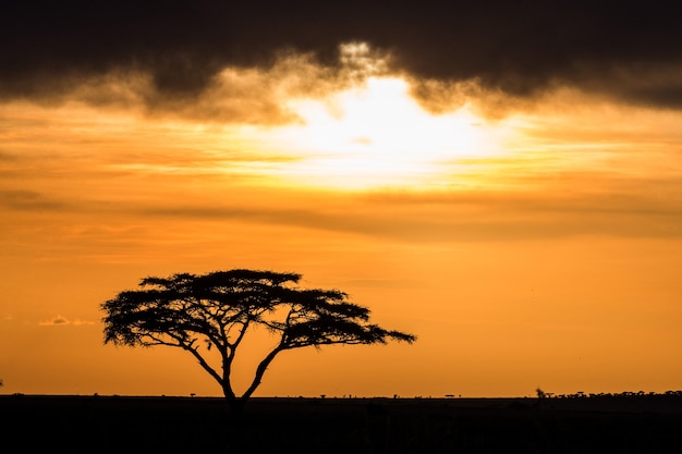 見事な夕日を背景にサバンナの孤独な木 古典的なアフリカの夕日 東アフリカ プレミアム写真