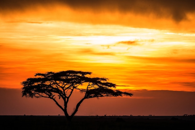見事な夕日を背景にサバンナの孤独な木 古典的なアフリカの夕日 東アフリカ プレミアム写真