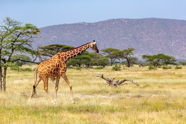 Premium Photo | Somalia giraffe goes over a green lush meadow