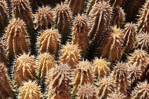 太陽の光の下でいくつかのエキゾチックなサボテンの植物 無料の写真