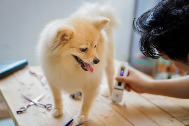 ポメラニアンまたは小型犬の犬の毛をバリカンで毛づくろいしたりカットしたりして 舌を突き出します プレミアム写真