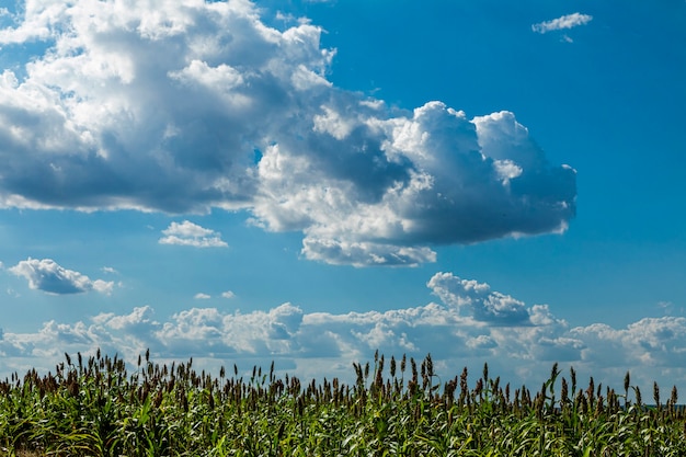 Premium Photo | Sorghum bicolor is a genus of flowering plants in the ...