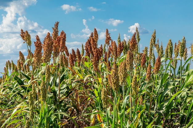 Premium Photo | Sorghum bicolor is a genus of flowering plants in the ...