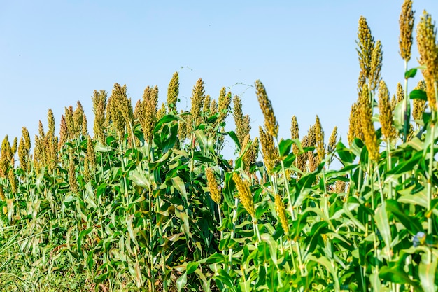 Premium Photo | Sorghum bicolor is a genus of flowering plants in the ...